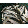 High Quality Frozen Seafood Fish Sardine for Bait (Sardinella aurita)